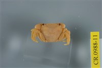 藏品(平背蜞)的圖片